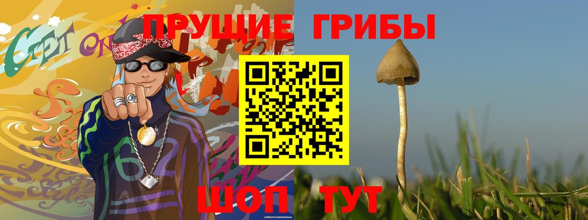 Галлюциногенные грибы Psilocybe Муром